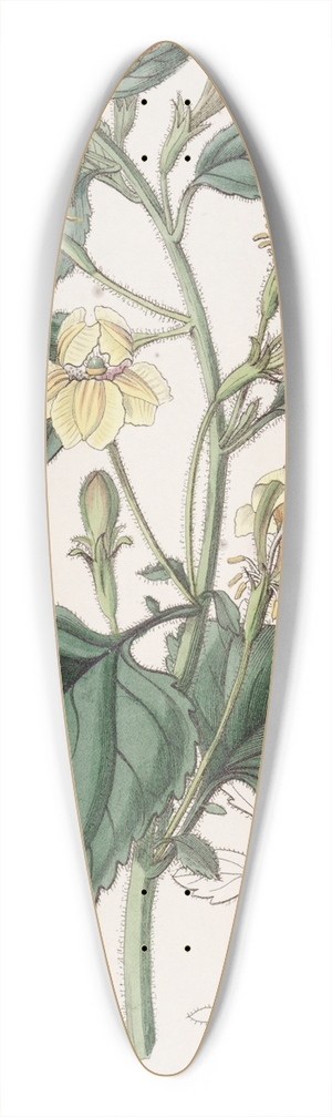 Sydenham Edwards - Ovate-leaved Goodenia 39.3 inch art pintail longboard deck