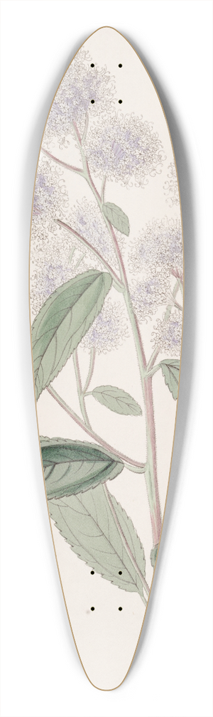 Sydenham Edwards - Pale-flowered Ceanothus 39.3 inch art pintail longboard deck