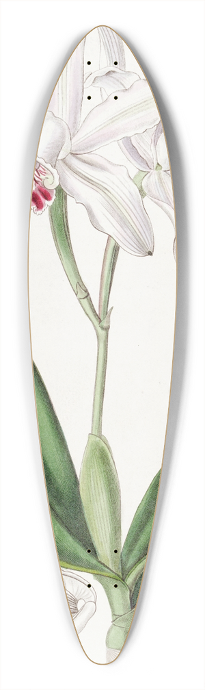 Sydenham Edwards - Pale-flowered Intermediate Cattleya 39.3 inch art pintail longboard deck