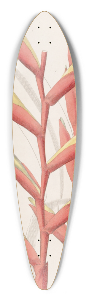 Sydenham Edwards - Parrot-flowered Vriesia 39.3 inch art pintail longboard deck