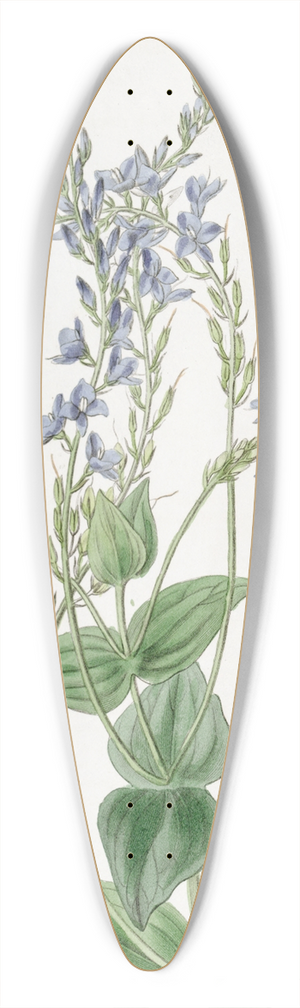 Sydenham Edwards - Perfoliate Veronica 39.3 inch art pintail longboard deck