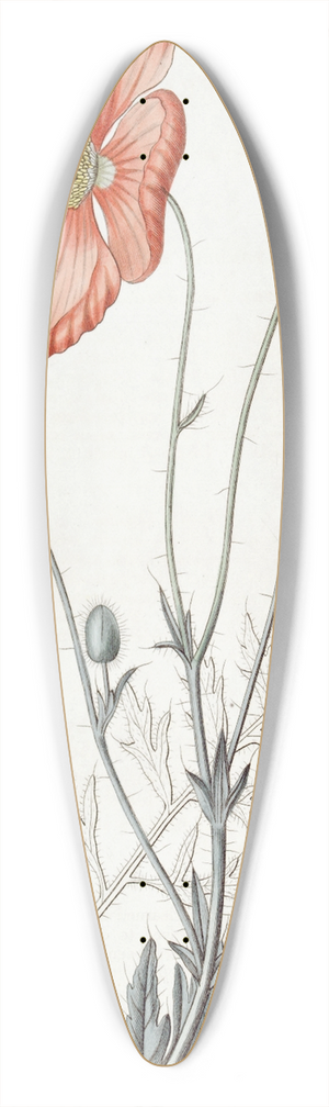 Sydenham Edwards - Persian Poppy 39.3 inch art pintail longboard deck