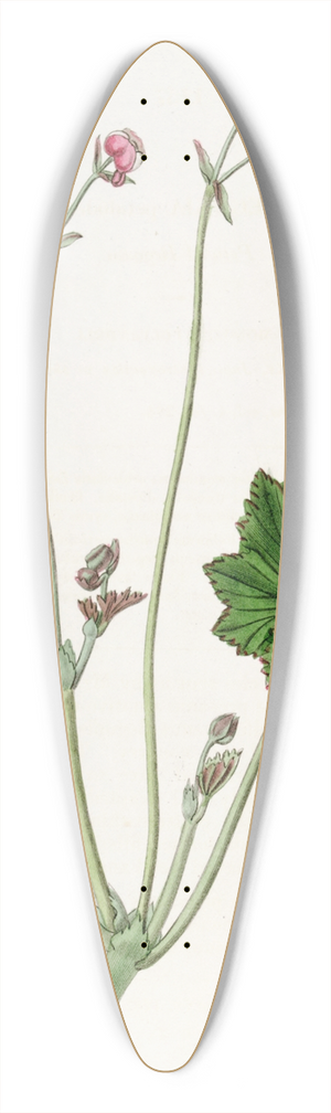 Sydenham Edwards - Petaled Begonia 39.3 inch art pintail longboard deck