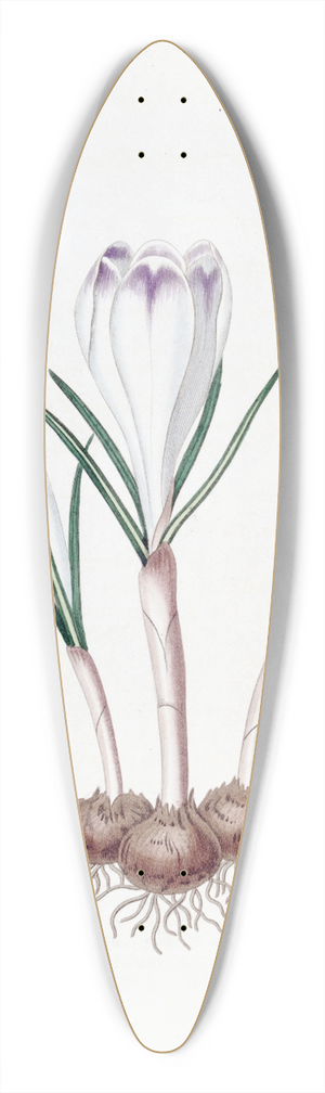 Sydenham Edwards - Pheasants Feather Crocus 39.3 inch art pintail longboard deck