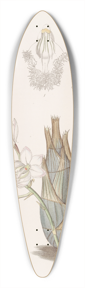 Sydenham Edwards - Pink-flowered Clowesia 39.3 inch art pintail longboard deck