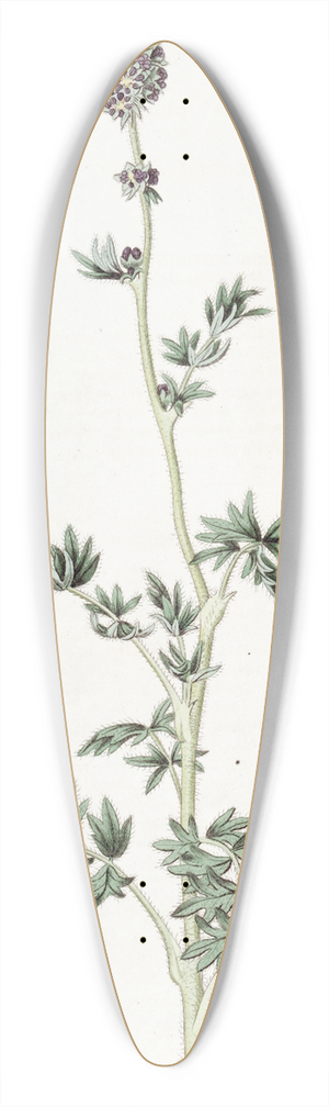 Sydenham Edwards - Pinnatifid Acaena 39.3 inch art pintail longboard deck