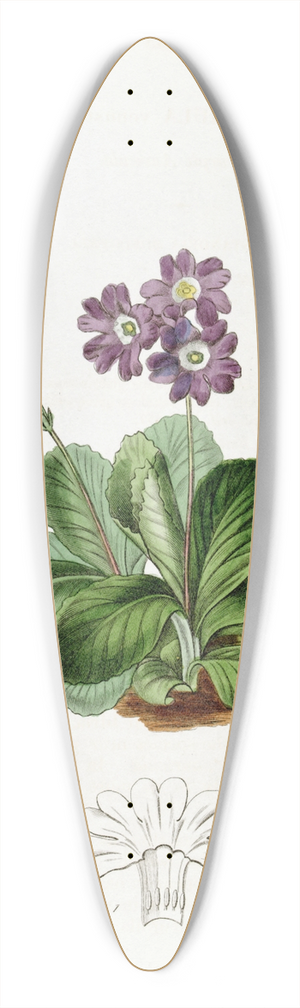 Sydenham Edwards - Purple Auricula 39.3 inch art pintail longboard deck