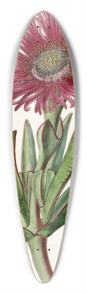 Sydenham Edwards - Red-edged Fig Marigold 39.3 inch art pintail longboard deck