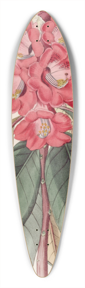 Sydenham Edwards - Rhododendron Rollissonii 39.3 inch art pintail longboard deck