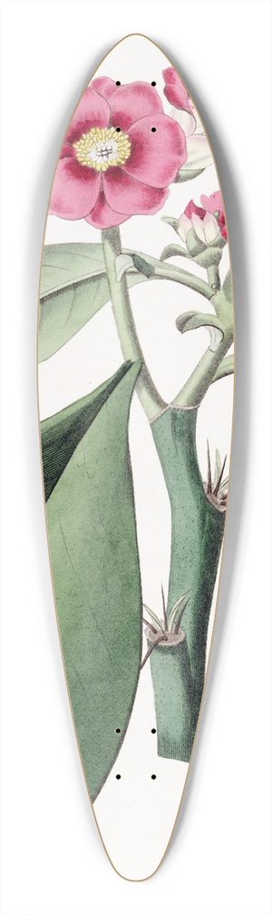 Sydenham Edwards - Rose-coloured Pereskia 39.3 inch art pintail longboard deck