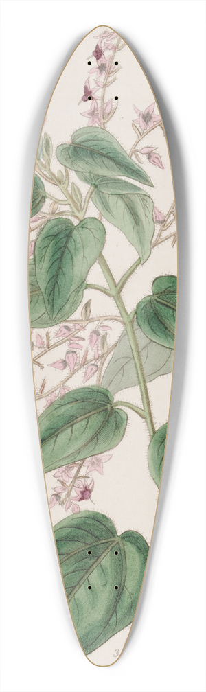 Sydenham Edwards - Rosy-armed Corethrostylis 39.3 inch art pintail longboard deck