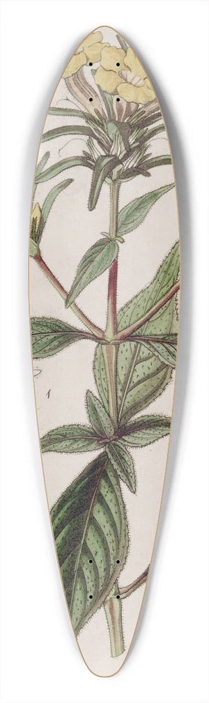 Sydenham Edwards - Rough-leaved Conehead 39.3 inch art pintail longboard deck