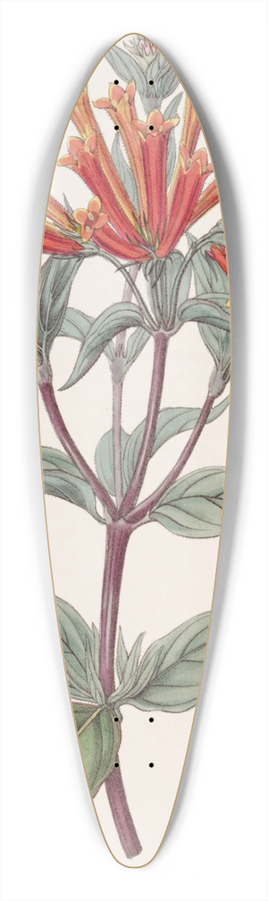 Sydenham Edwards - Scarlet Bouvardia 39.3 inch art pintail longboard deck