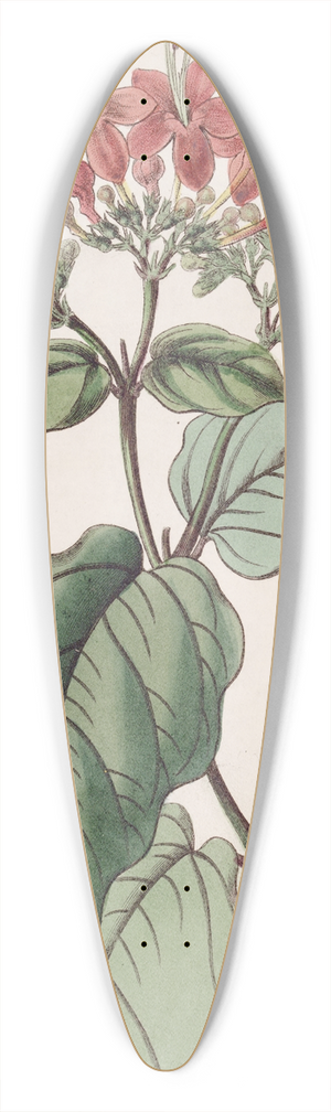 Sydenham Edwards - Scarlet Glory-tree 39.3 inch art pintail longboard deck