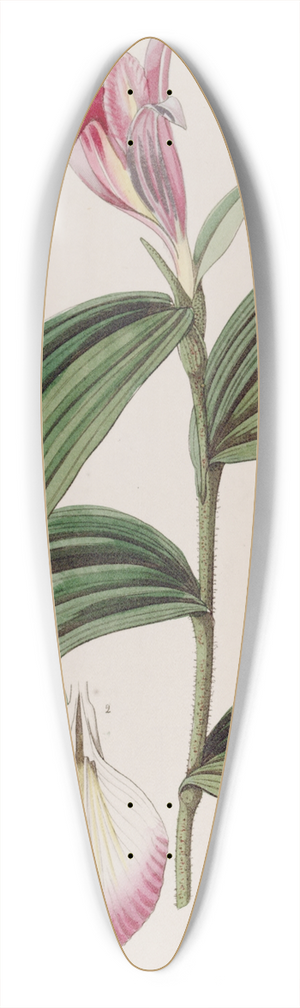 Sydenham Edwards - Sessile-flowered Sobralia 39.3 inch art pintail longboard deck