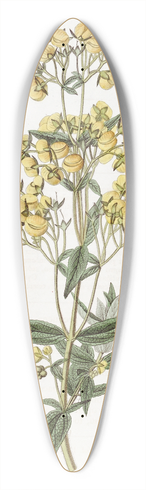 Sydenham Edwards - Sessile-leaved Calceolaria 39.3 inch art pintail longboard deck
