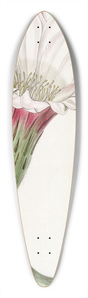Sydenham Edwards - Sharp-angled spiny Cactus 39.3 inch art pintail longboard deck