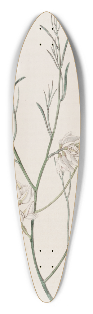 Sydenham Edwards - Single-seeded Genista 39.3 inch art pintail longboard deck