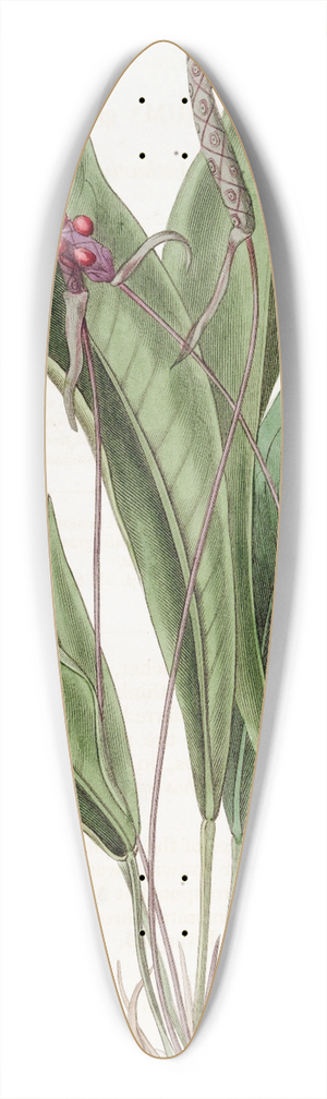 Sydenham Edwards - Slender Anthrium 39.3 inch art pintail longboard deck