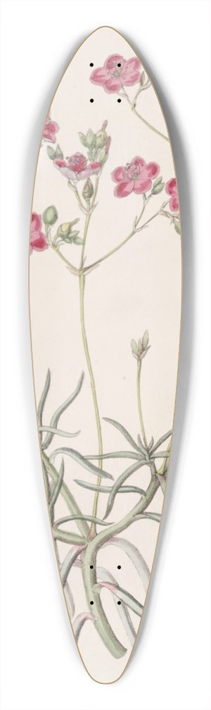 Sydenham Edwards - Slender-leaved Talinum 39.3 inch art pintail longboard deck
