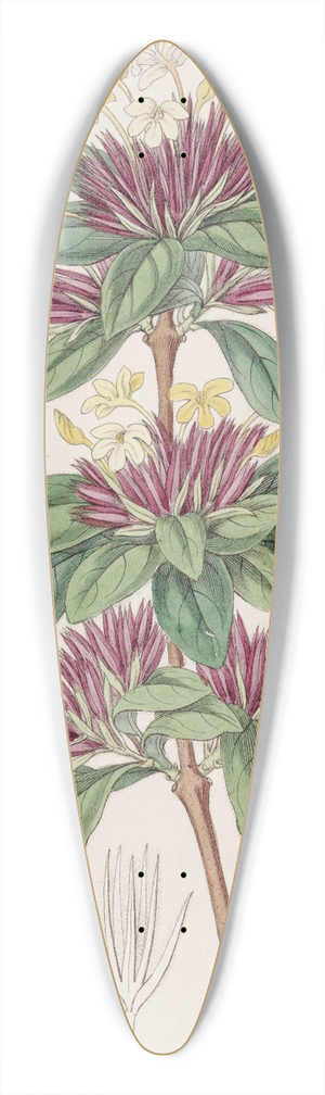 Sydenham Edwards - Small-flowered Lankesteria 39.3 inch art pintail longboard deck
