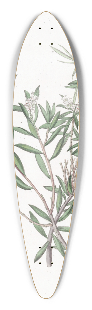 Sydenham Edwards - Small-flowered Whitebeard 39.3 inch art pintail longboard deck