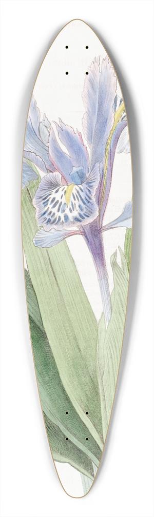 Sydenham Edwards - Small-winged Iris 39.3 inch art pintail longboard deck
