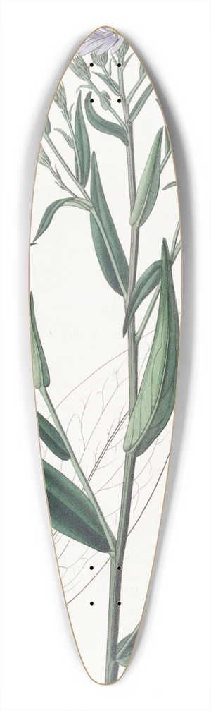 Sydenham Edwards - Smooth Aster 39.3 inch art pintail longboard deck