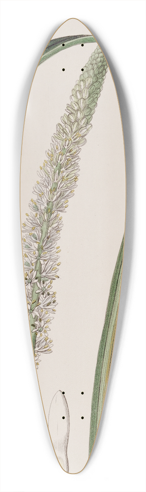 Sydenham Edwards - Spike-flowered Asagraea 39.3 inch art pintail longboard deck