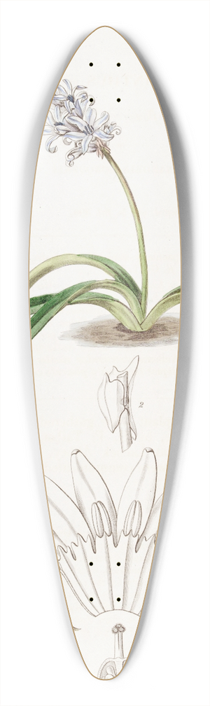 Sydenham Edwards - Spike-flowered Hyacinth 39.3 inch art pintail longboard deck