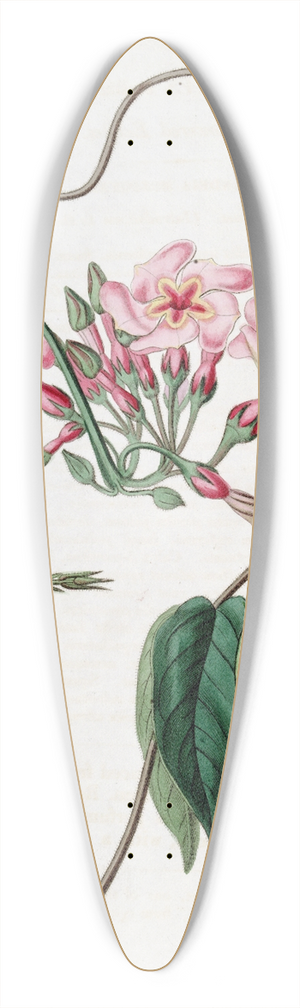 Sydenham Edwards - Star-flowered Echites 39.3 inch art pintail longboard deck
