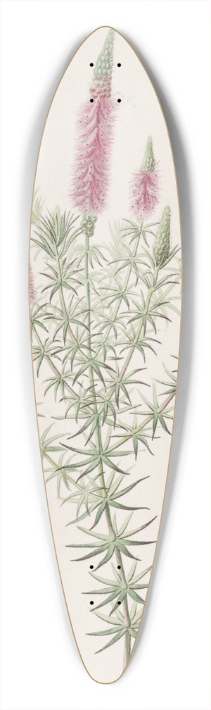 Sydenham Edwards - Starry Dysophyll 39.3 inch art pintail longboard deck