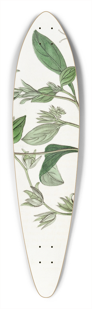 Sydenham Edwards - Straggling Eutoca 39.3 inch art pintail longboard deck