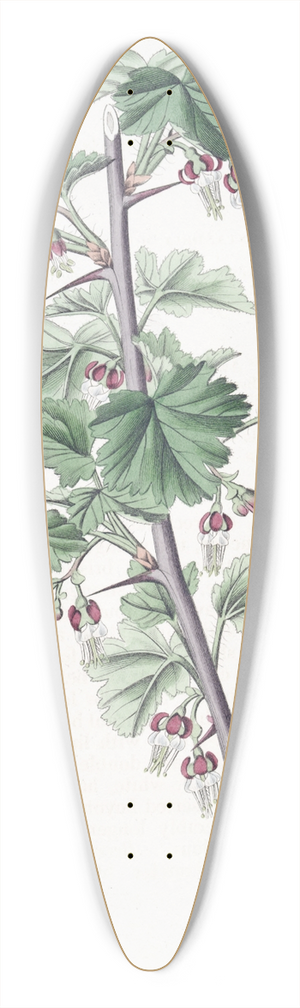 Sydenham Edwards - Straggling Gooseberry 39.3 inch art pintail longboard deck