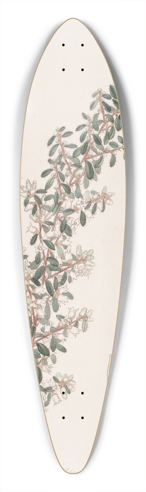 Sydenham Edwards - Sweet-scented Cryptandra 39.3 inch art pintail longboard deck