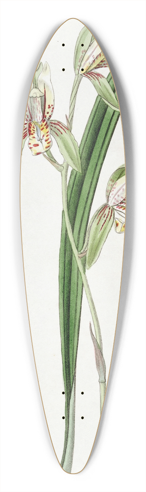 Sydenham Edwards - Sword-leaved Cymbidium 39.3 inch art pintail longboard deck