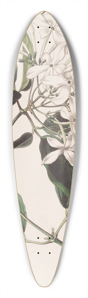 Sydenham Edwards - Tail-leaved Jasmine 39.3 inch art pintail longboard deck