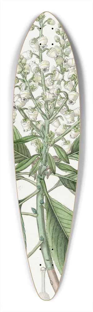 Sydenham Edwards - Tall Arbutus, or Strawberry Tree 39.3 inch art pintail longboard deck