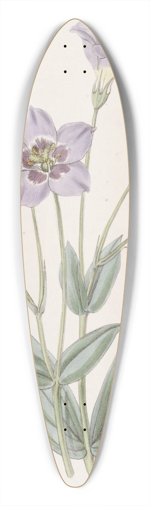 Sydenham Edwards - Tall Eustoma 39.3 inch art pintail longboard deck