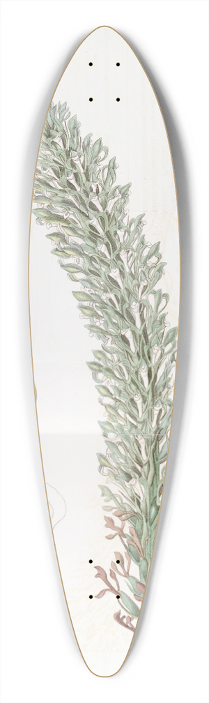 Sydenham Edwards - Tall Lizards Tongue 39.3 inch art pintail longboard deck