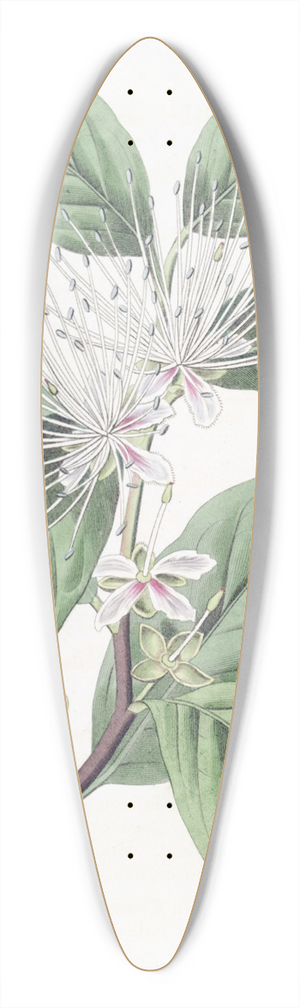 Sydenham Edwards - Taper-pointed Caper 39.3 inch art pintail longboard deck