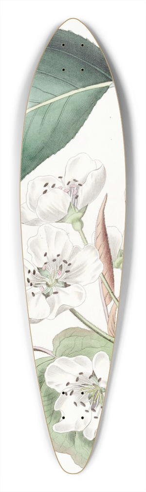 Sydenham Edwards - The Chinese Pear 39.3 inch art pintail longboard deck