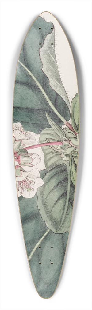 Sydenham Edwards - The coarse-fringed Indian Saxifrage 39.3 inch art pintail longboard deck
