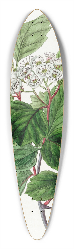 Sydenham Edwards - The Douglas Thorn 39.3 inch art pintail longboard deck