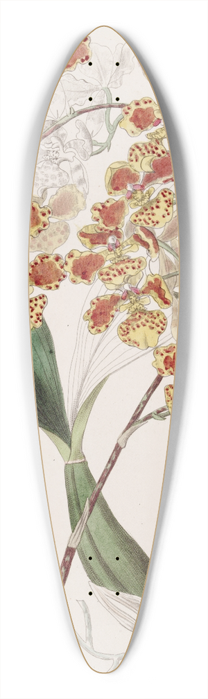 Sydenham Edwards - The Frilled Oncid 39.3 inch art pintail longboard deck