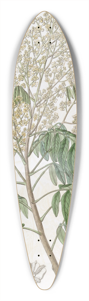 Sydenham Edwards - The Longan tree 39.3 inch art pintail longboard deck