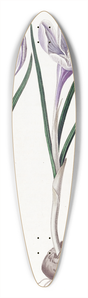 Sydenham Edwards - The Painted Vernal Crocus 39.3 inch art pintail longboard deck
