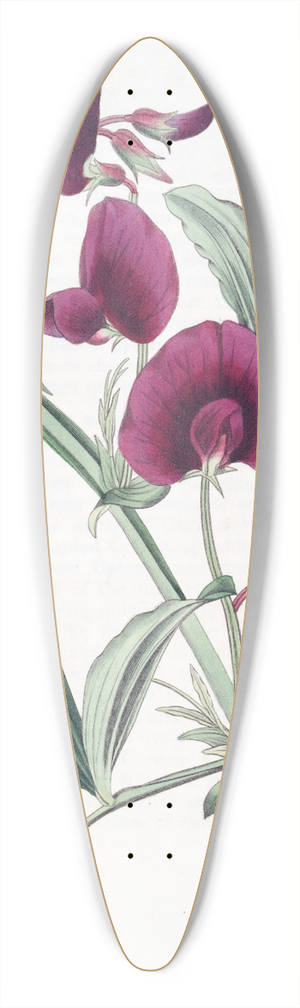 Sydenham Edwards - The Tangier Pea 39.3 inch art pintail longboard deck