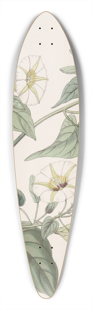 Sydenham Edwards - The White-cluster Ipomaea 39.3 inch art pintail longboard deck
