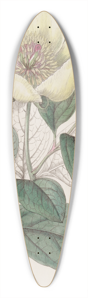 Sydenham Edwards - The Yellow Paeony 39.3 inch art pintail longboard deck